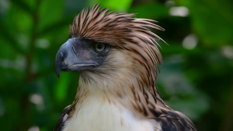 El-águila-Filipina,-También-Conocida-Como-águila-Comedora-De-Monos,-Está-En-Peligro-Crítico-Y-Puede-Vivir-Sesenta-Años-Alimentándose-De-Monos,-Lémures-Voladores-Y-Pequeños-Mamíferos-Como-Ave-De-Rapiña-Oportunista.