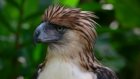 The-Philippine-Eagle-also-known-as-the-Monkey-eating-Eagle-is-critically-endangered-and-can-live-for-sixty-years-feeding-on-Monkeys,-Flying-Lemurs,-and-small-mammals-as-an-opportunist-Bird-of-Prey