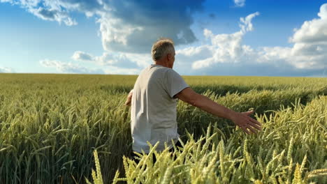 old male farmer walks by the field full of ripe corn. man spread his arms to the sides to touch the spikelets.