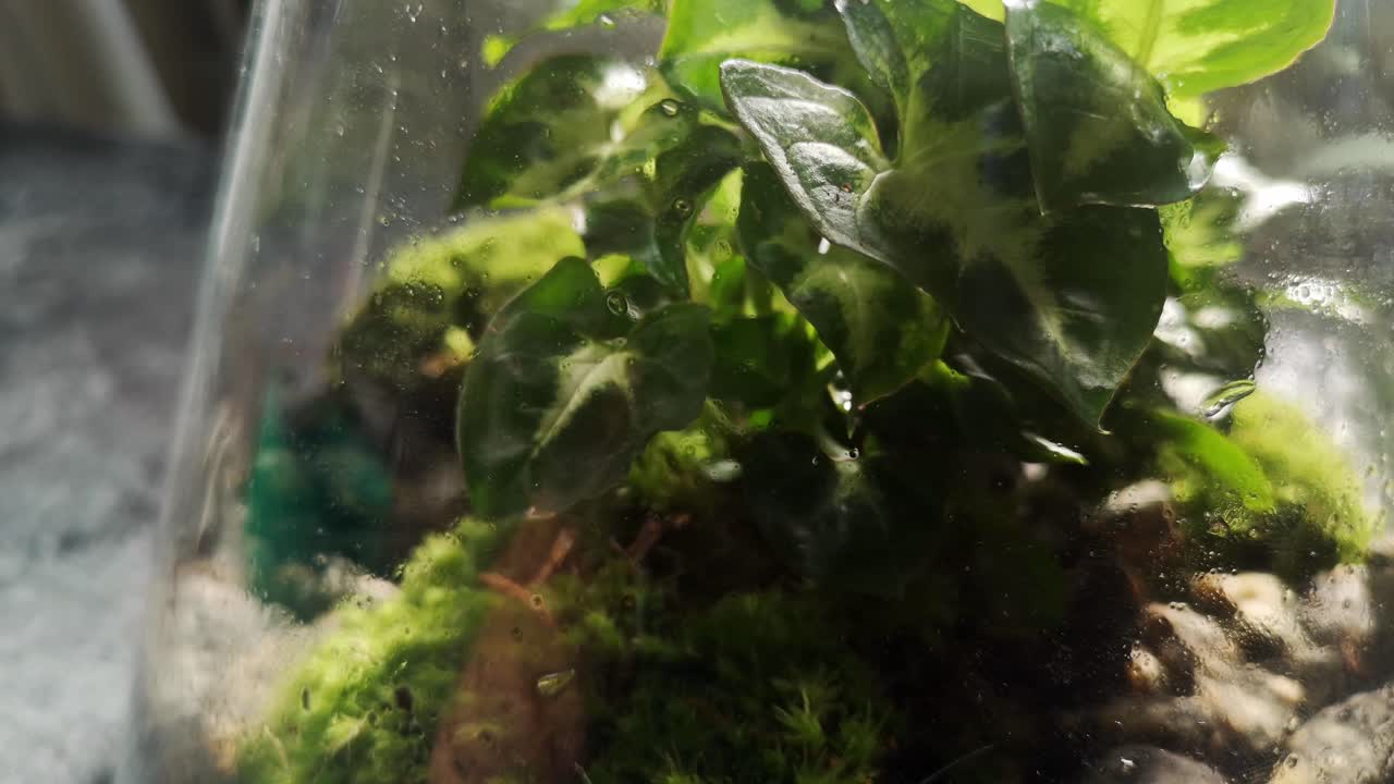 유리 플라스크 천연 이끼 테라리움 미니어처 성장하는 식물 생태계 회전 닫기 샷 왼쪽