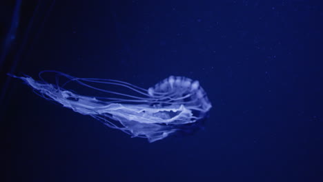 medusas en el agua del océano azul oscuro
