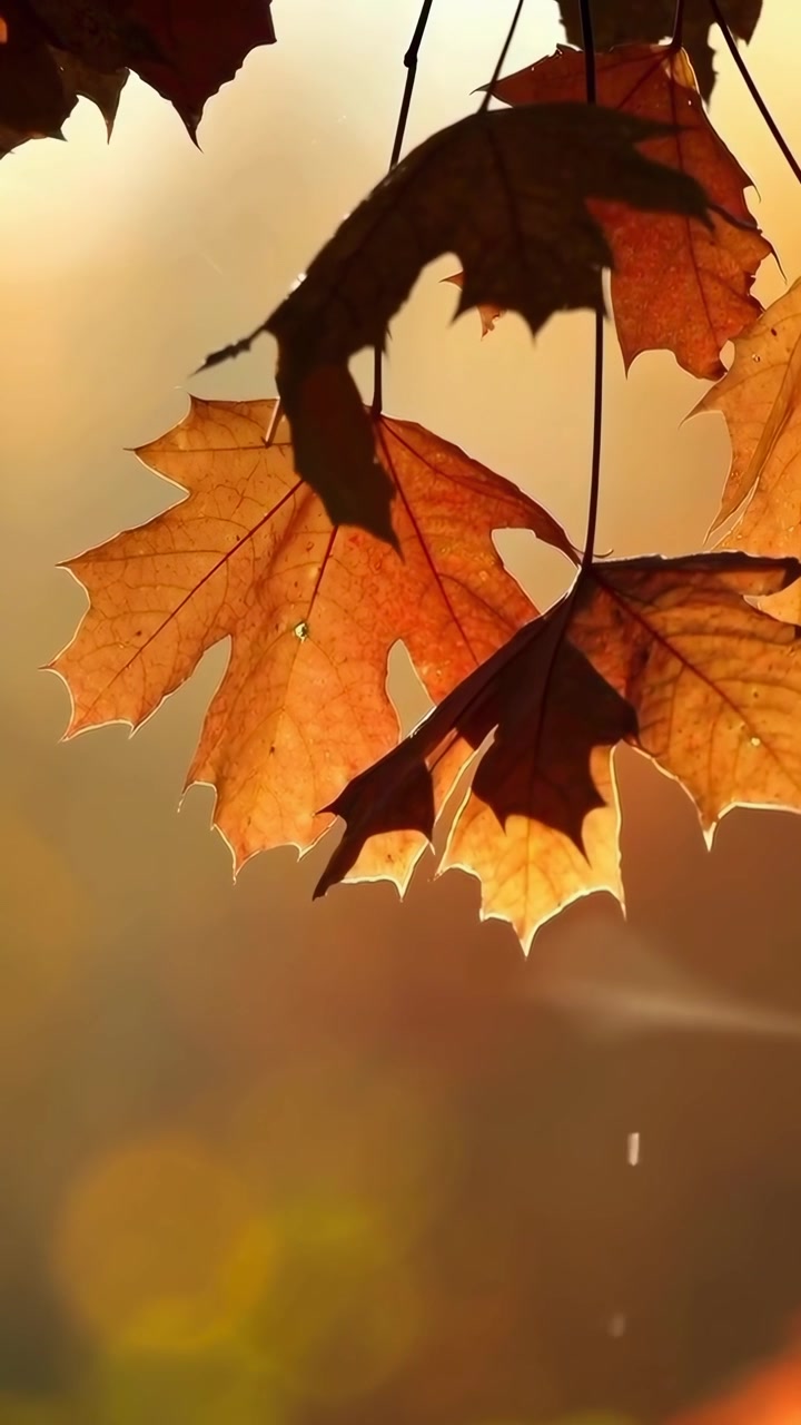 Golden Maple Leaves Gently Swaying in Autumn Sunlight