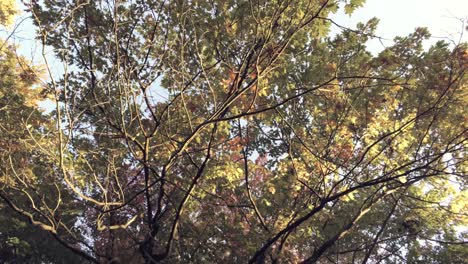 Looking-up-view-of-colored-autumn-trees-with-blue-sky-through-the-sunny-lush-foliage---rotating-view