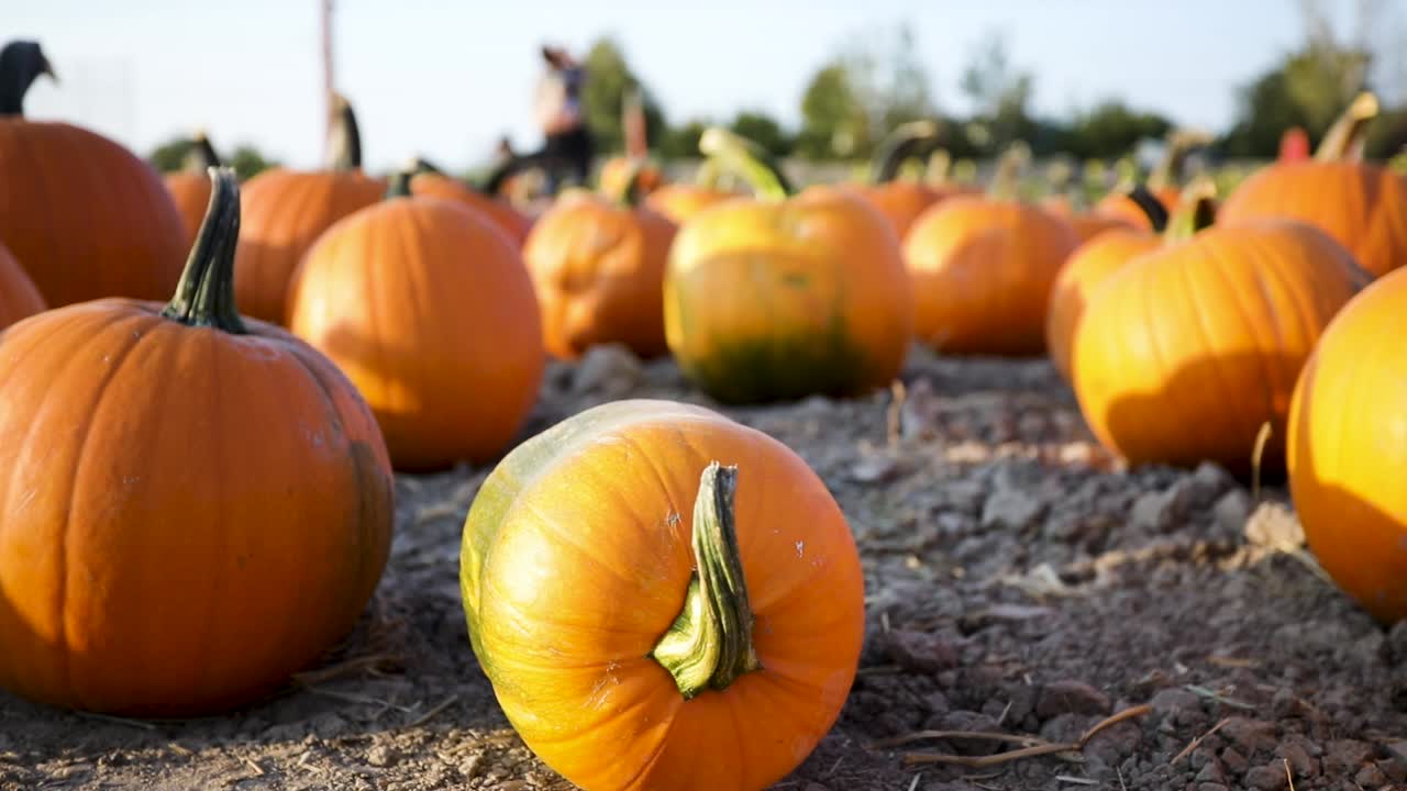 할로윈 장식에 완벽한 퍼블릭 마켓의 주황색 호박