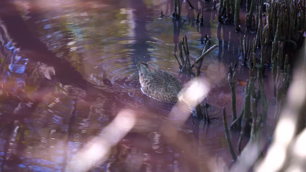 Close up shot of grey teal dabbling duck spotted in high salinity pink waterway in the mangrove wetlands, foraging for aquatic invertebrates, blue-green algae bloom during dry season