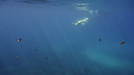 underwater snorkeling experience