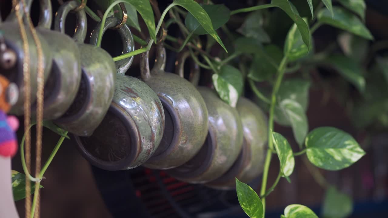 Hanging mugs with plant