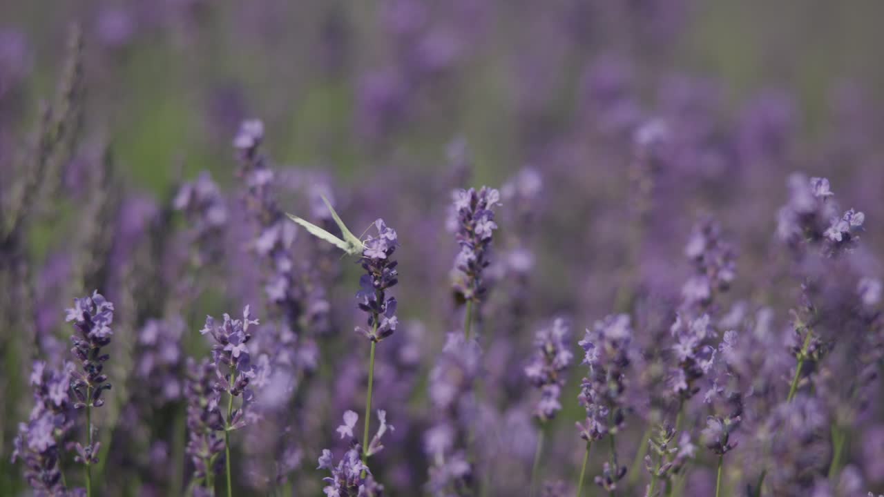 Vista ravvicinata di lavanda in fiore con una farfalla posata sopra.
