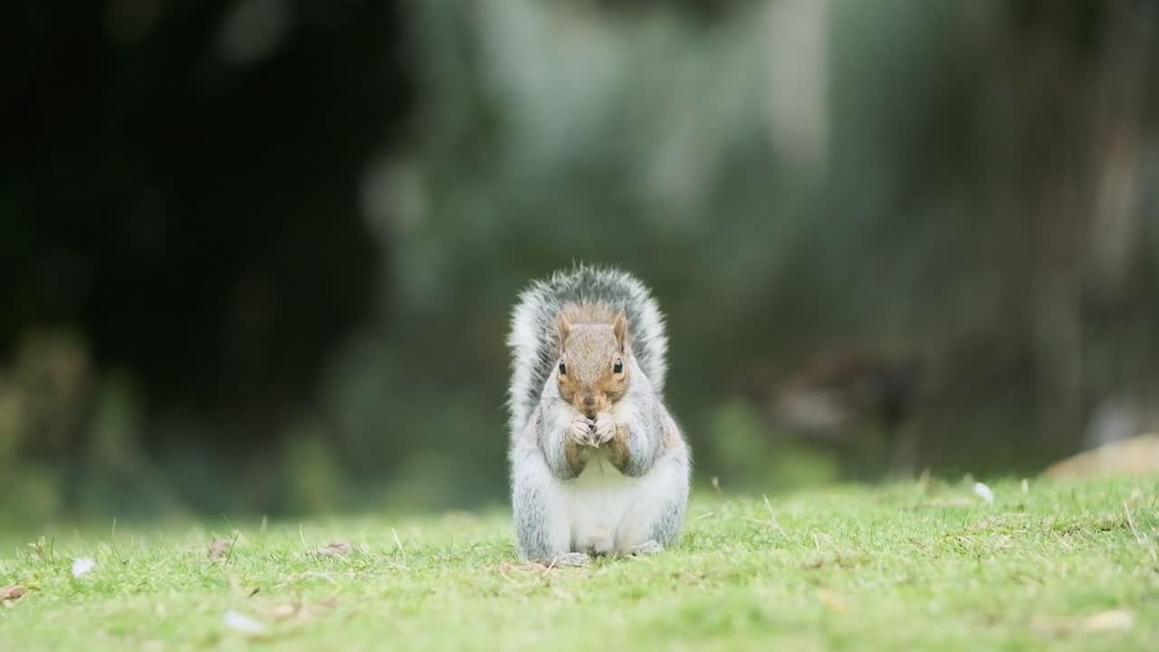 Cute Squirrel looking into camera and eating slow motion