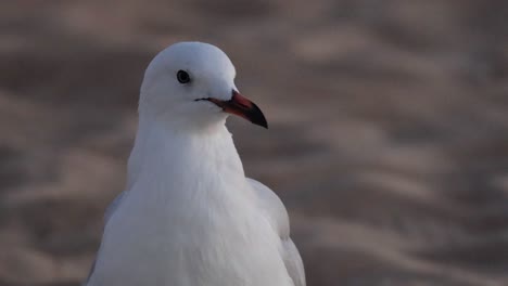 gaviota de pie en la playa de arena, mirando a su alrededor