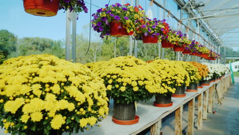 flores en un vivero de plantas