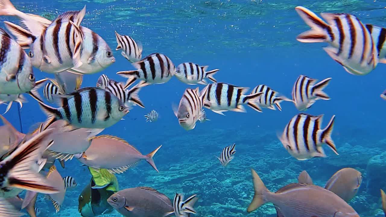 hermosos peces de arrecife de coral nadando libremente en agua azul clara - cámara lenta submarina