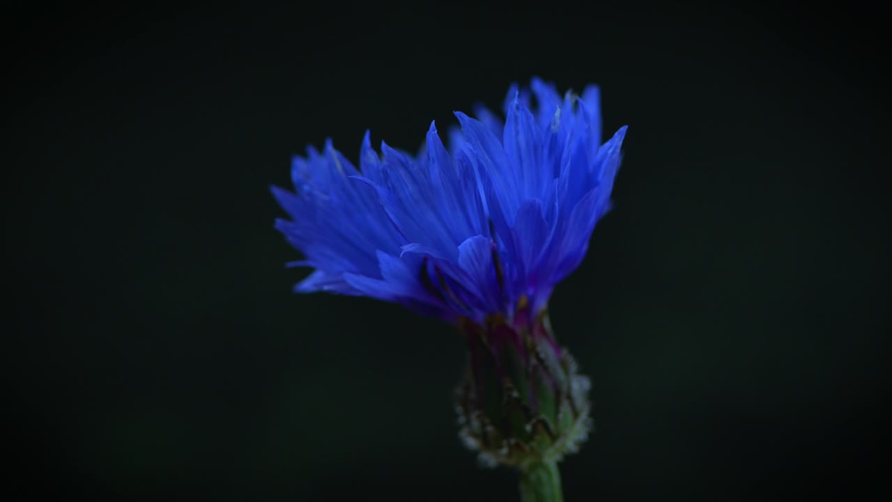 360-graders roterende blomst av en blå kornblomst foran mørk bakgrunn.