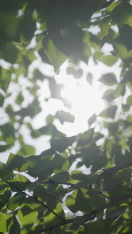 la luz del sol a través de las hojas de los árboles