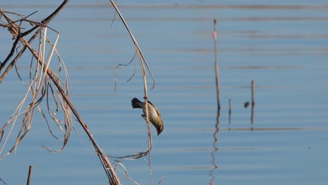 A-female-streaked-weaver-Ploceus-manyar,-swinging-on-a-tiny-twig-above-the-waters-of-Beung-Boraphet-Lake-in-Nakhon-Sawan-Province-in-Thailand