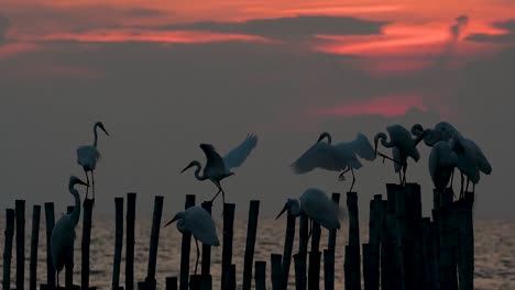 The-Great-Egret,-also-known-as-the-Common-Egret-or-the-Large-Egret