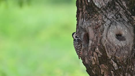 going down to its nestling with a grub then delivers as the baby bird comes out after the meal and said thank you to its mom, speckle-breasted woodpecker dendropicos poecilolaemus, thailand