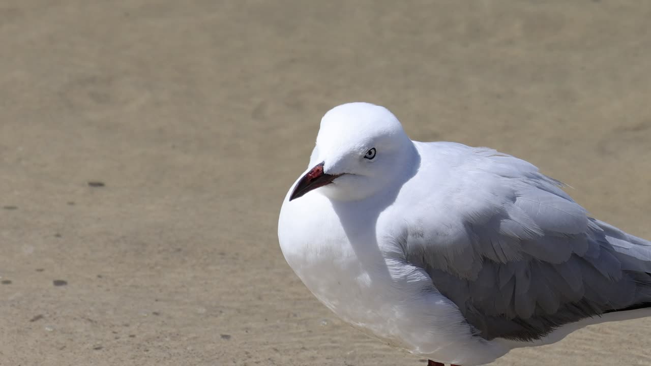 Gabbiano che si muove e riposa su una spiaggia sabbiosa.
