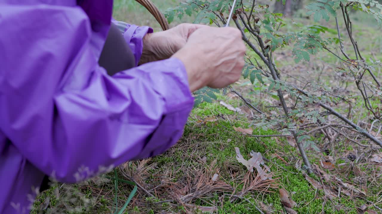 숲에서 버섯을 찾는 동안 은 여자가 베이 볼레트를 청소하고 바구니에 넣습니다.