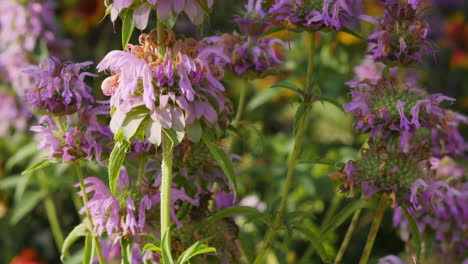 una abeja de miel volando alrededor de flores silvestres de menta de caballo púrpura nativas del país montañoso de texas