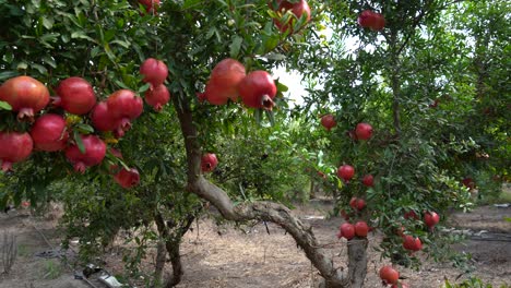 pomegranate tree plantation on picking season