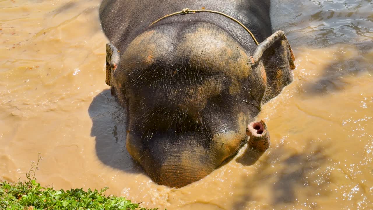 Primo piano con inquadratura dall'alto di un elefante asiatico che immerge testa e proboscide in acqua fangosa.