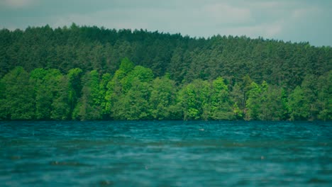 close up view of water waves creating a ripple effect, view of the forest in the background