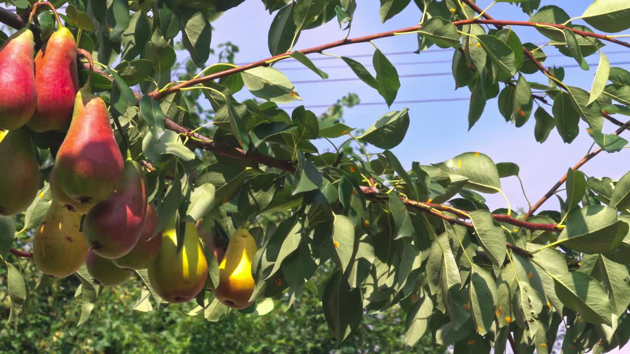 Le pere crescono sul ramo di un albero sotto un cielo limpido in una giornata di sole