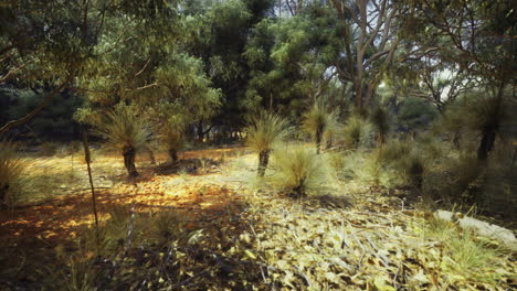 australian forest landscape