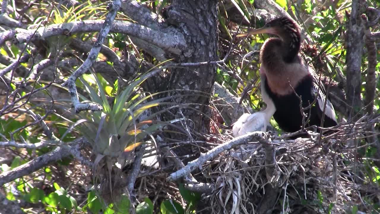 un tipo de pájaro garza en su nido en los everglades