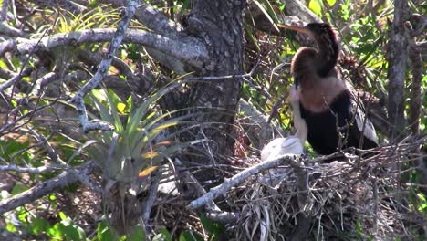 un tipo de pájaro garza en su nido en los everglades