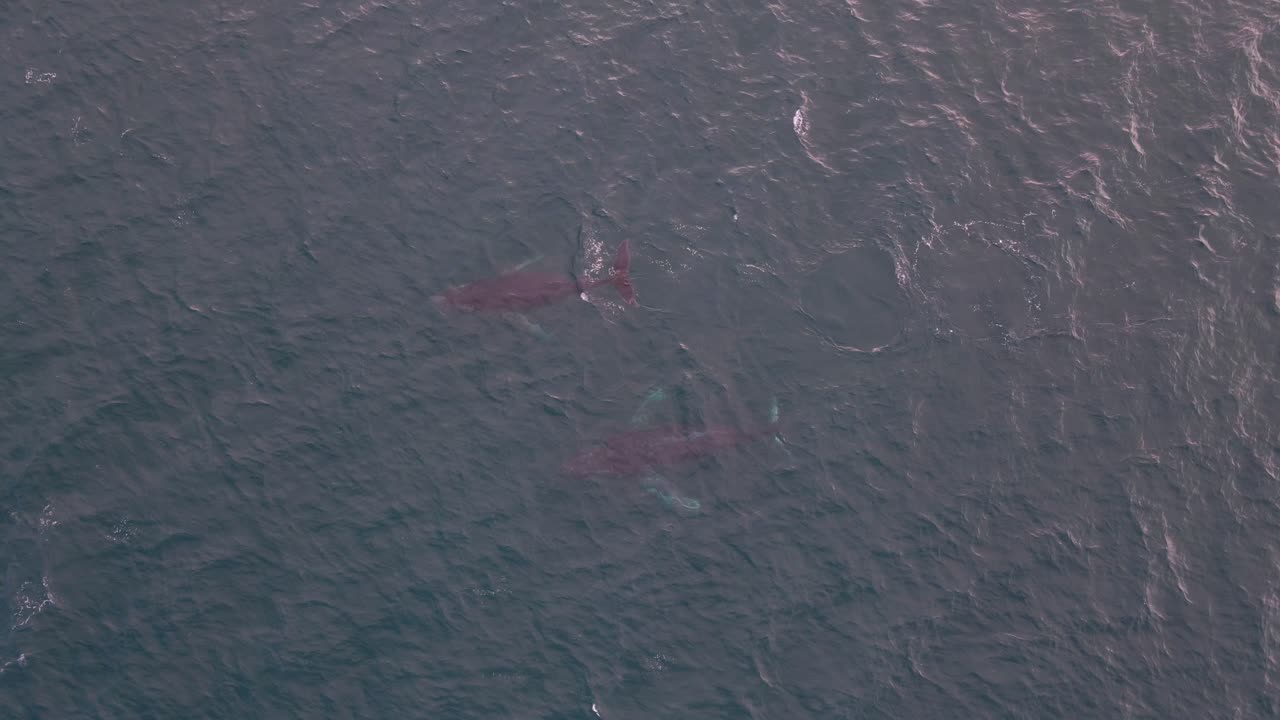 무인 항공기에서 캡처 한 dunsborough western australia를 통해 이동하는 두 마리의 고래