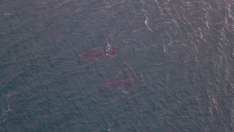 Two-whales-migrating-through-dunsborough-Western-Australia-captured-from-a-drone