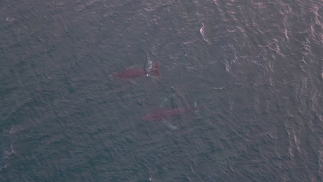 dos ballenas que migran a través de dunsborough, australia occidental, capturadas desde un dron