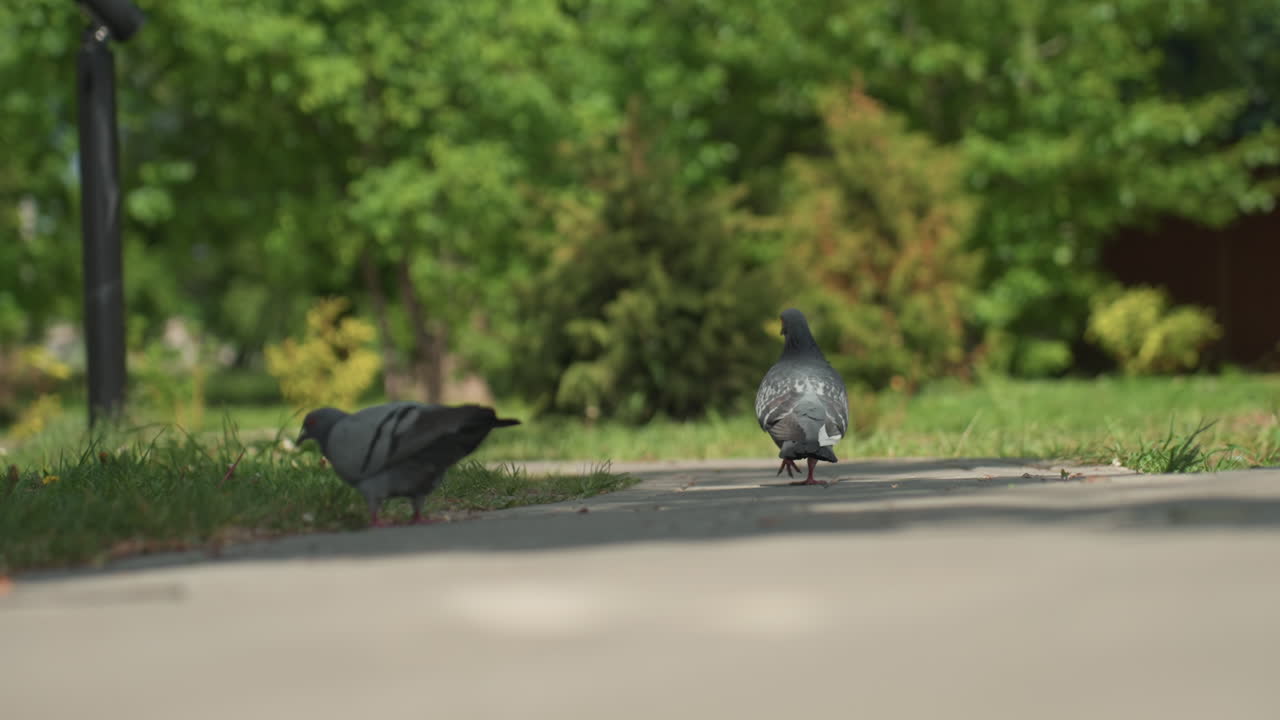잔디와 관목 근처 공원 보도에서 먹이를 쪼아 먹고 있는 두 마리 비둘기, 부드러운 보케 배경, 따뜻한 여름 아침, 콘크리트 연석과 가로등이 있는 잔잔한 도시 야생 장면, 미묘한 움직임과 그림자