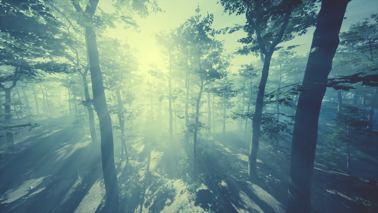 FPV drone flight quickly and maneuverable through an autumn forest at sunset