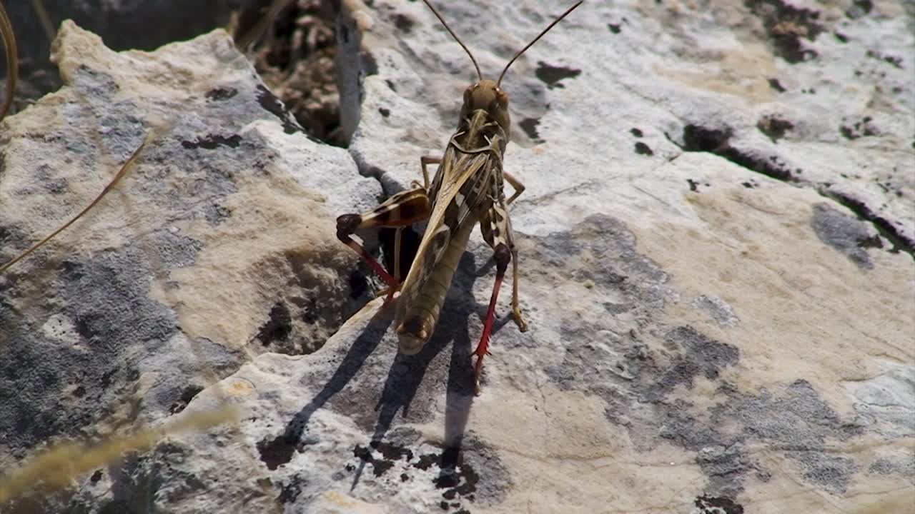 A brown grasshopper with red hind legs moves on a stone right on the coast of the Croatian Adriatic