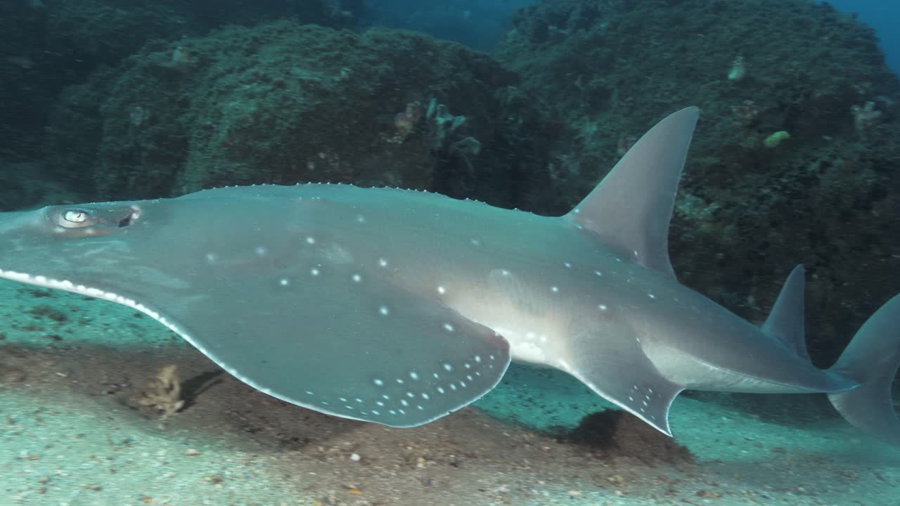 White Spotted Shovelnose Ray resting on the sandy ocean floor slowly swims away through the clear blue tropical water