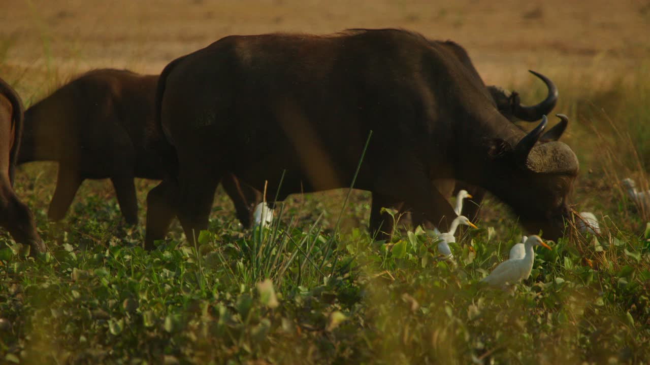 African buffalo (Syncerus caffer) trudge through shallow swamp waters in Ugandan reserve at dawn, calves nudge mothers foraging sedge shoots while cattle egrets (Bubulcus ibis) perch on backs calmly.