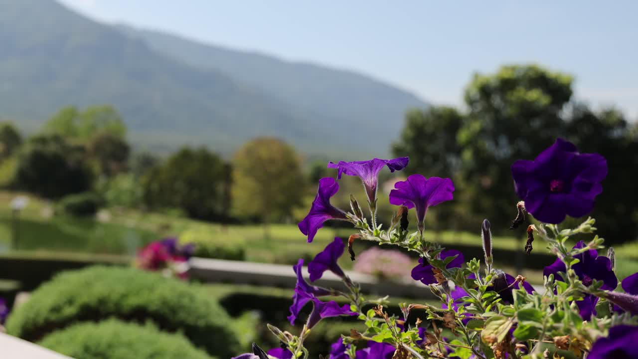 flores púrpuras vibrantes con un paisaje montañoso como telón de fondo