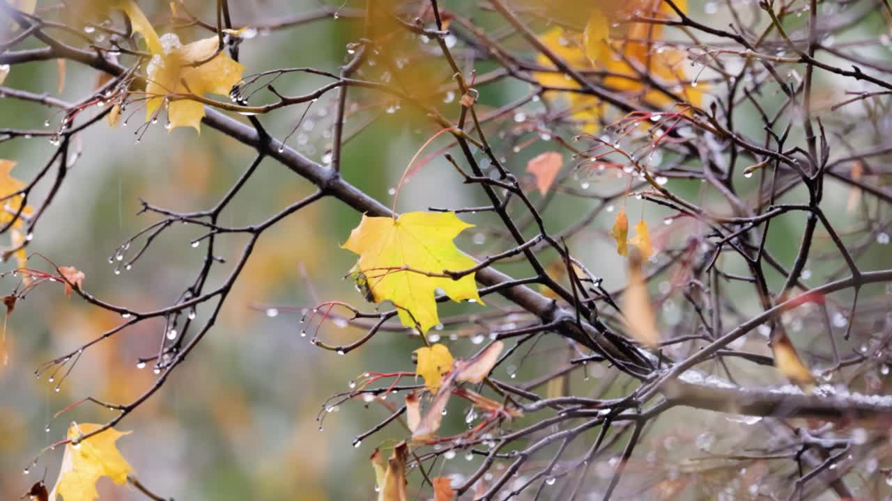 Puiden lehdet ja oksat myöhäissyksyllä sateen aikana