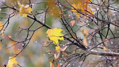 leaves and branches of trees in late autumn during rain.