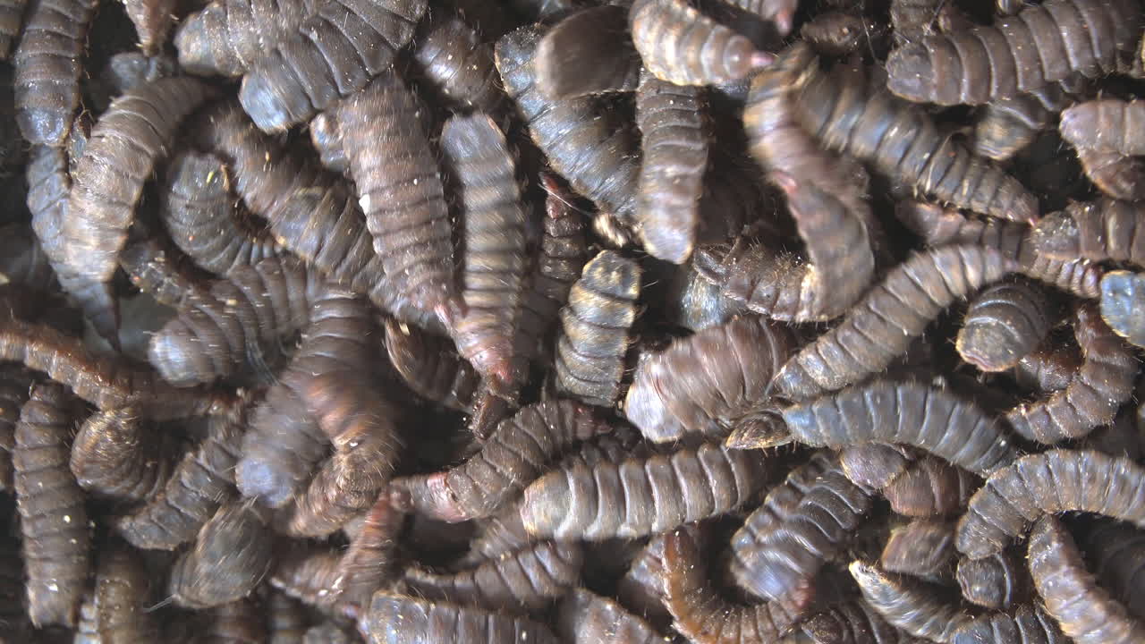 Mass of wriggling black soldier fly larvae used to compost kitchen waste