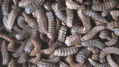 mass of wriggling black soldier fly larvae used to compost kitchen waste