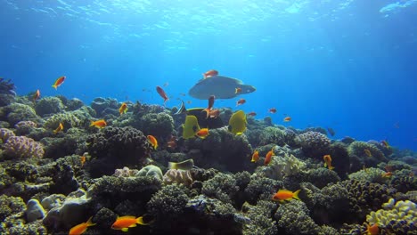 Napoleon-wrasse-swims-across-top-of-tropical-coral-reef-with-the-sun-rays-shining-through