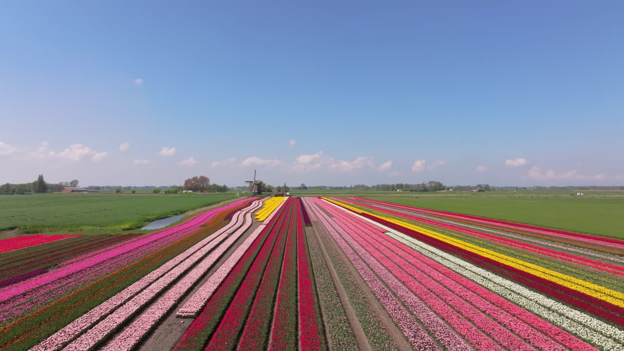 Veduta aerea di un mulino a vento che si erge tra campi di tulipani a strisce, Olanda