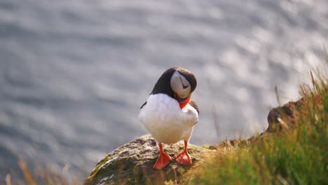 a closeup shot of a puffin bird chilling at latrabjarg cliffs in the westfjords iceland