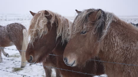 caballos islandeses masticándose, islandia en invierno