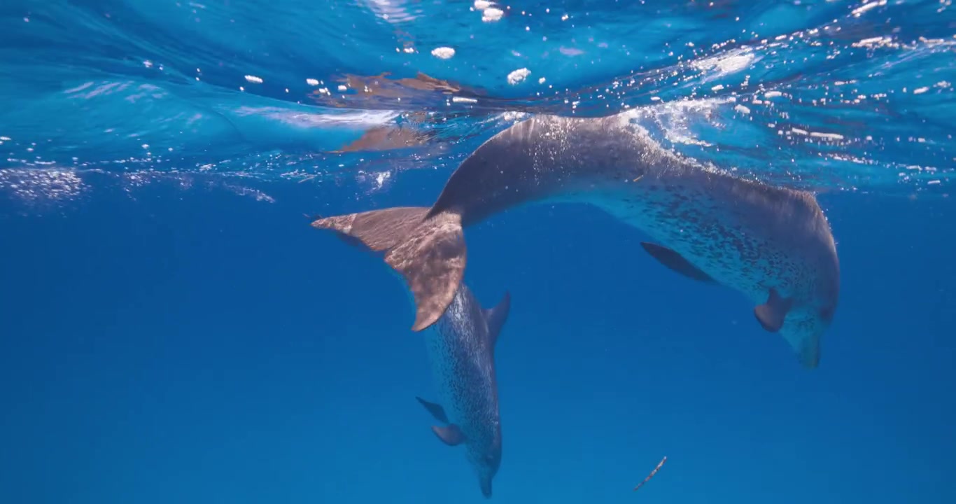 Graceful Atlantic spotted dolphins swim steadily across open ocean water in a serene underwater scene