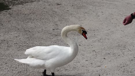 white handcrafter swan eats a man's bread out of hand